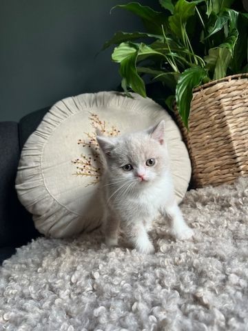 Cattery BHK Britisch Kurzhaar Kätzchen