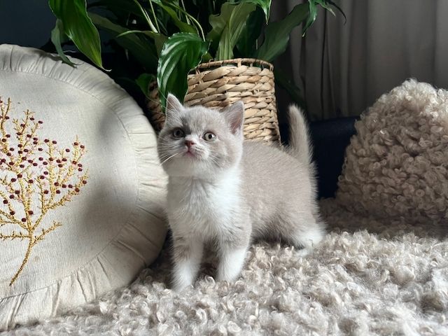 Cattery BHK Britisch Kurzhaar Kätzchen