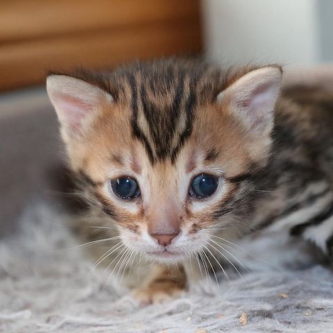 Bengal und BKH- Mischlingskitten,4 Mädchen und 3 Jungs