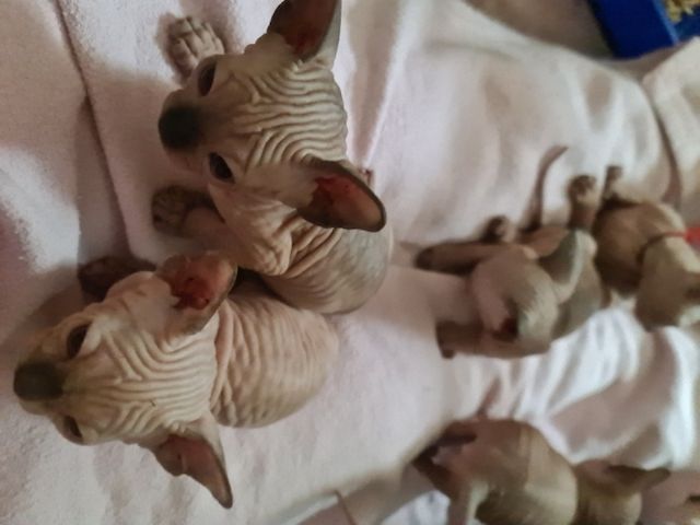 Canadian Sphynx
