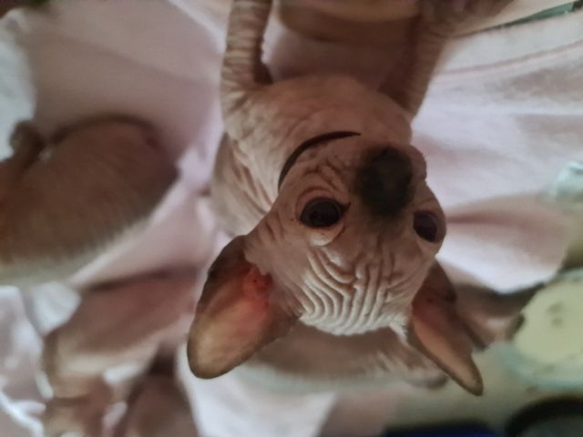 Canadian Sphynx