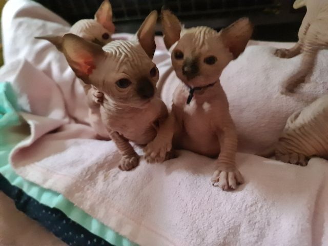 Canadian Sphynx