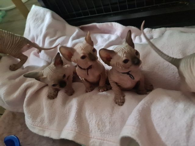Canadian Sphynx