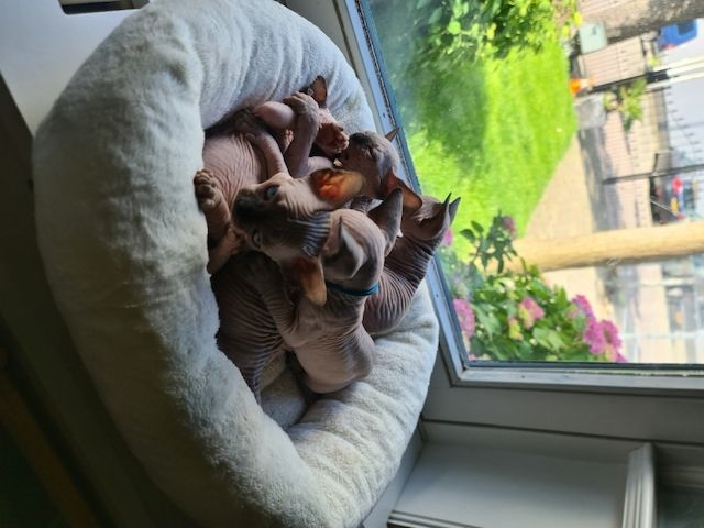 Canadian Sphynx