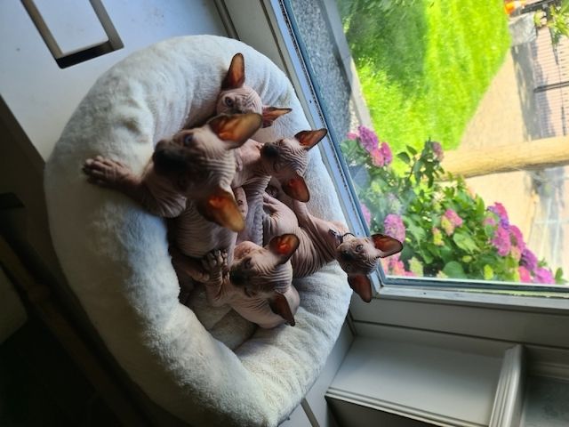 Canadian Sphynx