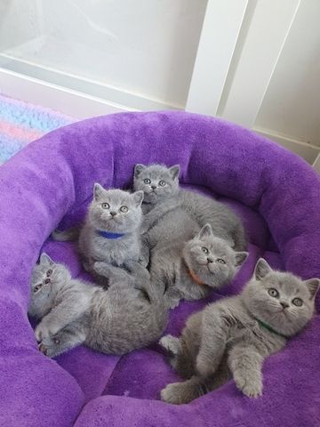 BKH britisch kurzhaar mit Stammbaum lilac kitten weibliche Mädchen