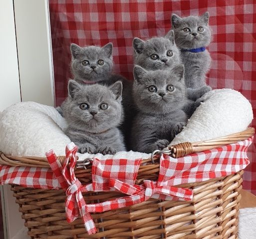 BKH britisch kurzhaar mit Stammbaum lilac kitten weibliche Mädchen
