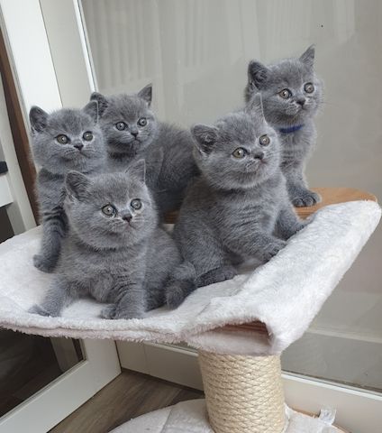 BKH britisch kurzhaar mit Stammbaum lilac kitten weibliche Mädchen