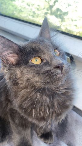 Blue Smoke Maine Coon Kitten