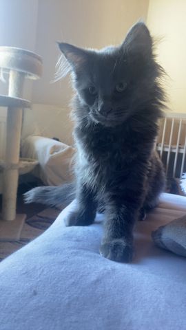 Blue Smoke Maine Coon Kitten