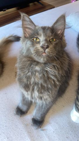 Blue Smoke Maine Coon Kitten