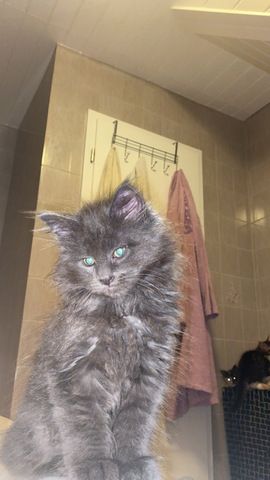 Blue Smoke Maine Coon Kitten