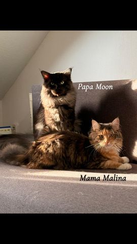 Blue Smoke Maine Coon Kitten