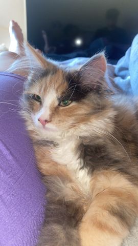 Blue-Cream-Tortie-White Maine Coon Kitten