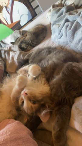 Blue-Cream-Tortie-White Maine Coon Kitten