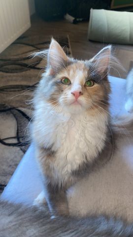 Blue-Cream-Tortie-White Maine Coon Kitten