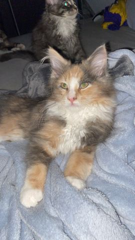 Blue-Cream-Tortie-White Maine Coon Kitten