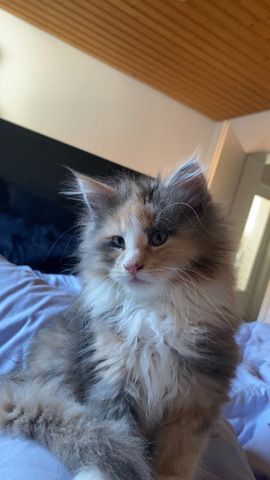 Blue-Cream-Tortie-White Maine Coon Kitten