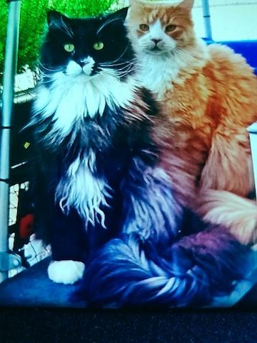 2 main coon Katzen zu verschenken