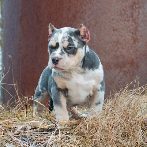 Pocket/Micro American Bully von außergewöhnlicher Qualität.