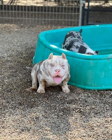 Pocket/Micro American Bully von außergewöhnlicher Qualität.