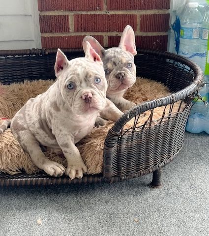 Pocket/Micro American Bully von außergewöhnlicher Qualität.