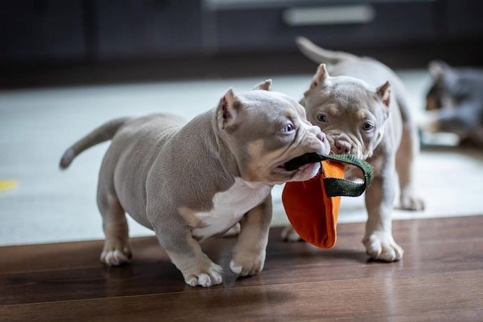 Pocket/Micro American Bully von außergewöhnlicher Qualität.