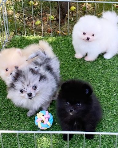 Pomeranian/Zwergspitz Welpen.
