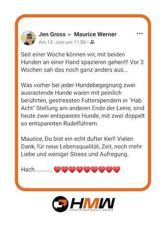 Innovatives Hundetraining durch Videoanalyse