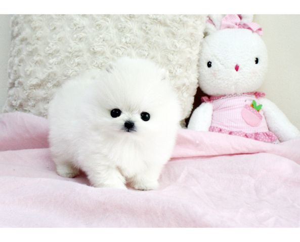 MINI POMERANIAN ZWERGSPITZ BOO WELPEN 