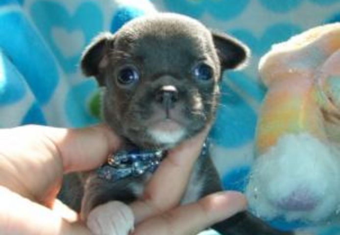 Erhältlich Mini Chihuahua Babys 