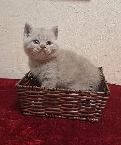 BKH/BLH Kitten mit dem Stammbaum