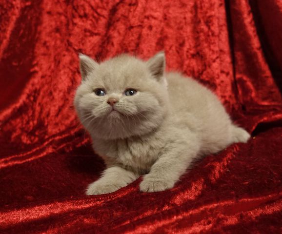 BKH/BLH Kitten mit dem Stammbaum