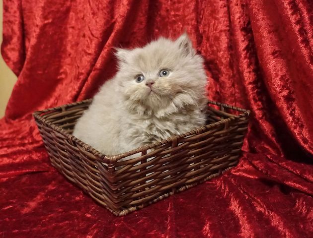 BKH/BLH Kitten mit dem Stammbaum