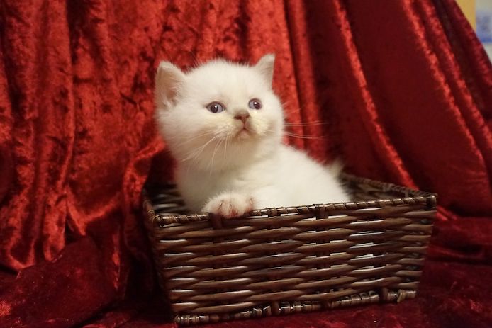 BKH/BLH Kitten mit dem Stammbaum