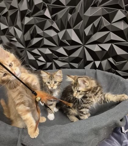 Reinrassige liebevolle Maine Coon Kitten