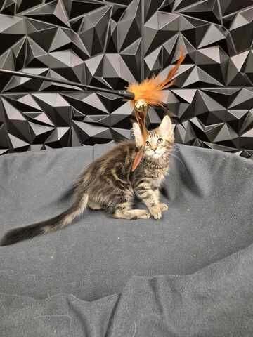 Reinrassige liebevolle Maine Coon Kitten
