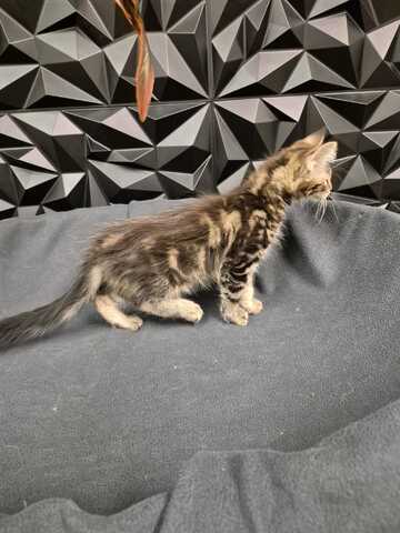 Reinrassige liebevolle Maine Coon Kitten