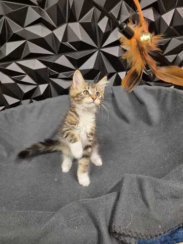 Reinrassige liebevolle Maine Coon Kitten