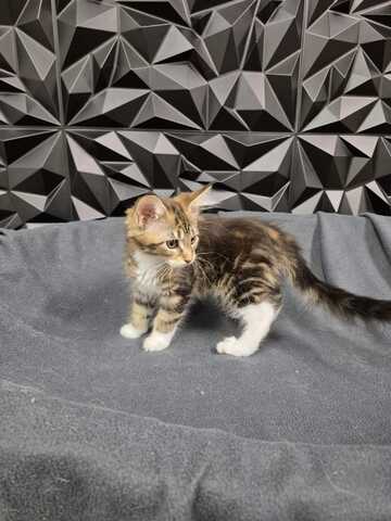 Reinrassige liebevolle Maine Coon Kitten