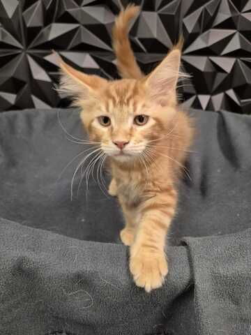 Reinrassige liebevolle Maine Coon Kitten