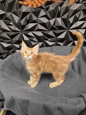 Reinrassige liebevolle Maine Coon Kitten