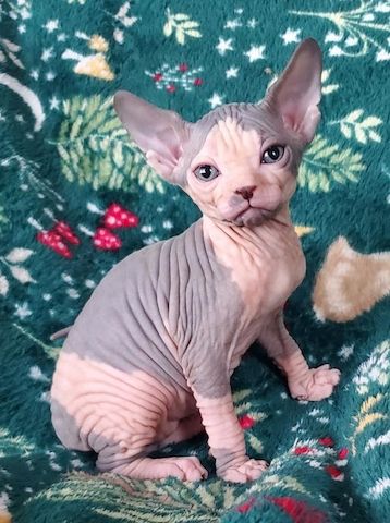 Wir haben Sphynx-Kätzchen zum Verkauf