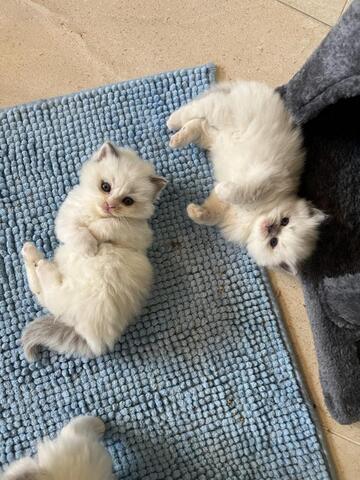 Ragdoll-Kätzchen zu verkaufen