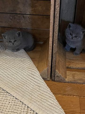 Kitten ab 12. Woche abzugeben in wundervolle Hände