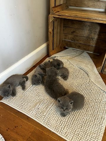 Kitten ab 12. Woche abzugeben in wundervolle Hände