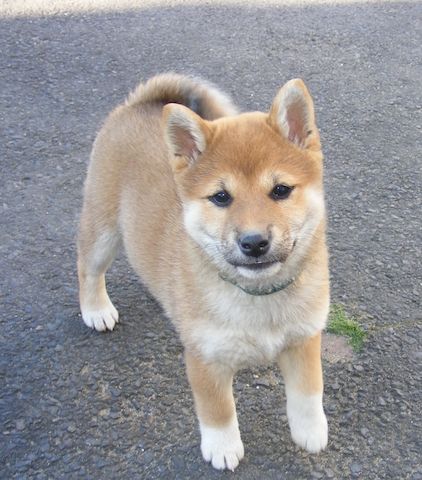 Shiba Inu Welpe