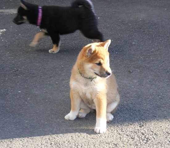 Shiba Inu Welpe