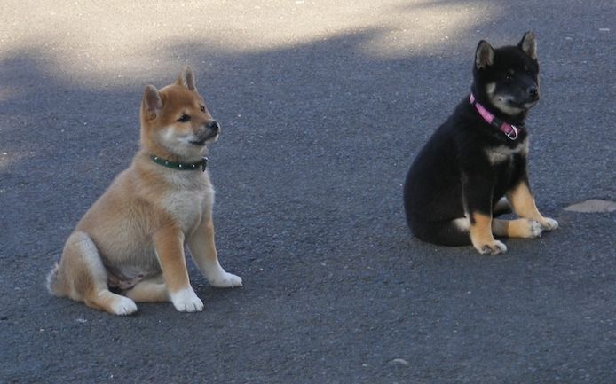 Shiba Inu Welpe