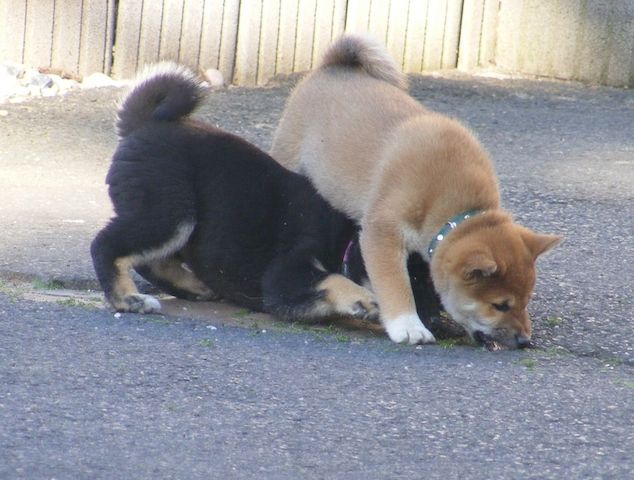 Shiba Inu Welpe
